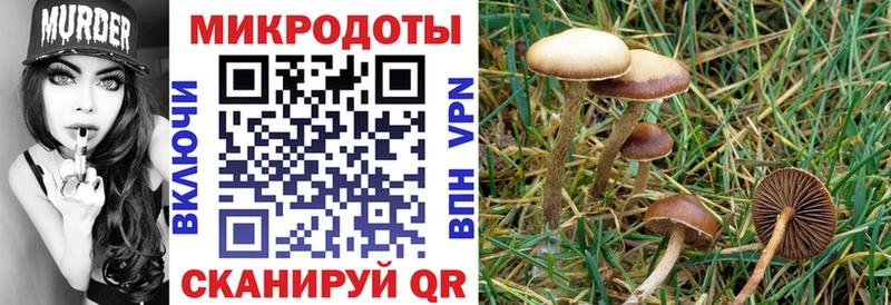 blacksprut зеркало  цена   Власиха  Псилоцибиновые грибы Psilocybe 
